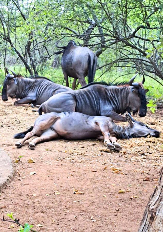 Lion King Villa Marloth Park Exterior foto